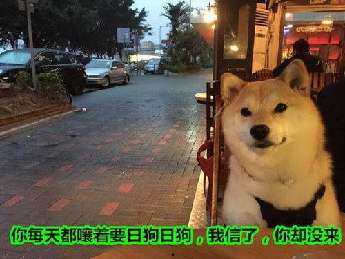 狗狗最新爆料文案短句子